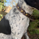 Le Collier Bijou Biothane® - Léopard Améridien