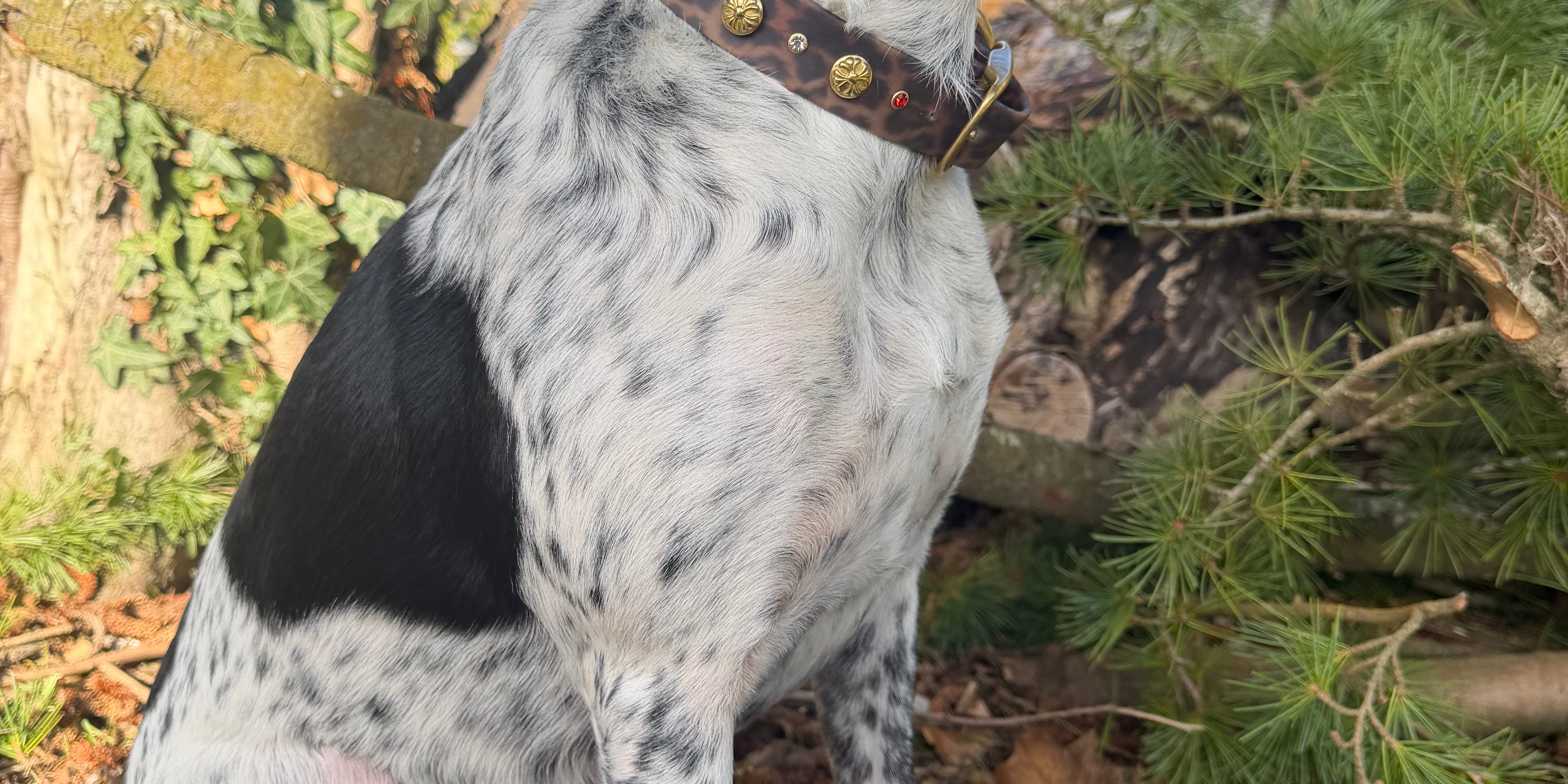 Le Collier Bijou Biothane® - Léopard Améridien
