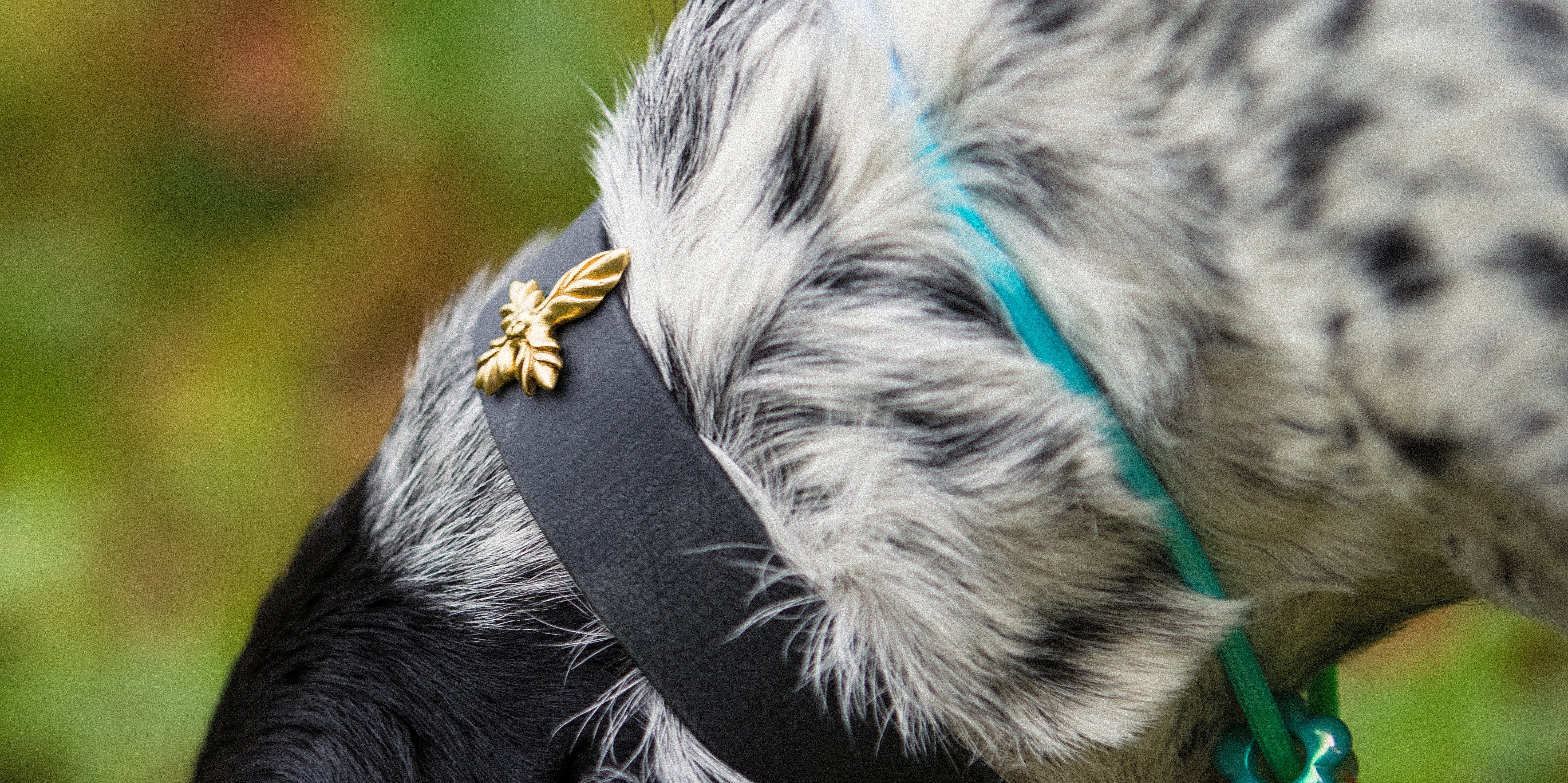 Le Collier Bijou Biothane® - Noir 25mm